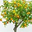 Image result for Indoor Fruit Plants