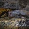 Image result for Amazon River Anaconda Snake