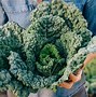 Image result for Organic Green Food