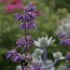 Image result for Salvia verticillata Purple Rain