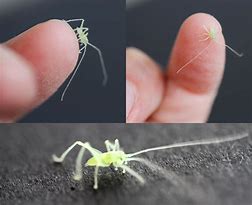 Image result for Baby Cricket