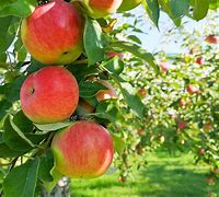 Image result for Honeycrisp Apple Tree Pics