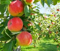 Image result for Honeycrisp Apple Tree Leaves