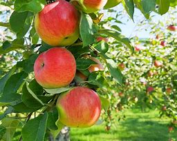 Image result for Honeycrisp Apple Tree in Bloom