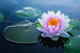 Image result for lotus flowers meanings