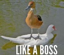Image result for Like a Boss Meme Song
