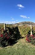 Image result for Brindabella Hills Riesling