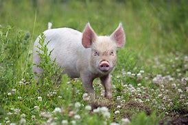 Image result for photo cochon