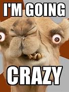 Image result for Funny Quotes About Being Crazy