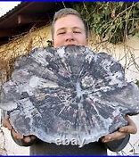 Image result for Petrified Wood Stump