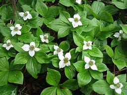 Image result for Cornus canadensis