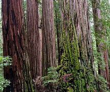 Image result for California Coast Redwood