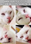 Image result for White Cat Angry Meme Tired