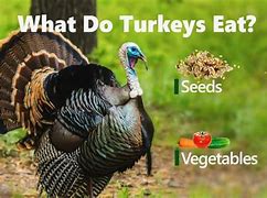 Image result for Wild Turkey Food