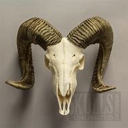 Image result for Ram Skull
