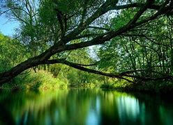 Image result for Nature iPhone Backgrounds