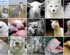 Image result for Albino Animals List