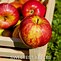 Image result for Sweet Apple Limsa