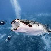 Image result for Beached Whale Shark