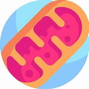 Image result for Mitochondria Icon