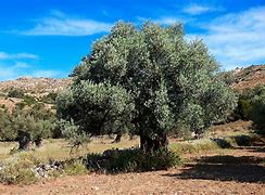 Image result for Kondylis Family Orchard Naxos Greece