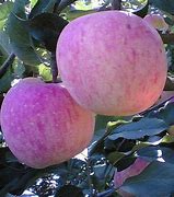 Image result for Fuji Apple