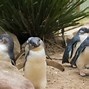 Image result for Penguin Walk Island