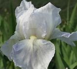 Image result for Iris germanica Cliffs of Dover