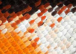Image result for Butterfly Wing Magnified
