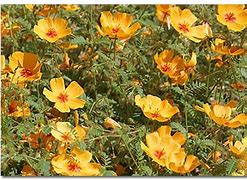 Image result for Arizona Poppy
