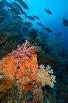Image result for Sea Photos Underwater