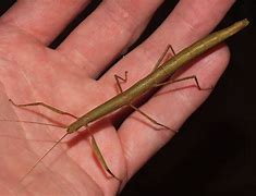 Image result for Stick Insect Size