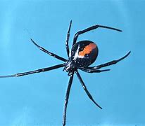 Image result for Redback Spider Eyes