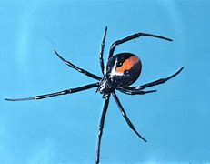 Image result for Redback Spider Anatomy