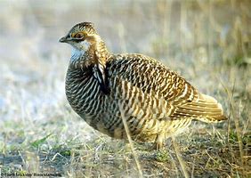 Image result for Female Prairie Chicken