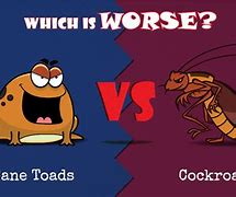 Image result for Cane Toad Cartoon