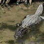 Image result for Puerto Rico Caiman