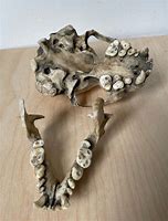 Image result for Sea Otter Skull