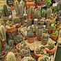 Image result for Flowering Cactus Desert