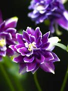 Image result for Aquilegia vulgaris Christa Barlow