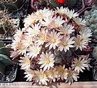 Image result for axularia