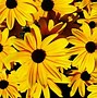 Image result for Yellow Flower Screensavers