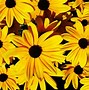 Image result for Yellow Flower Phone Wallpaper