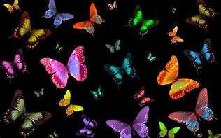 Image result for Many Colorful Butterflies