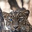 Image result for Leopard iPhone Wallpaper