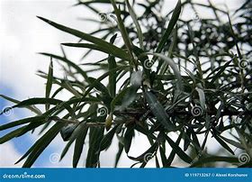 Image result for Tree with Sharp Leaves