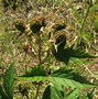 Image result for Rubus Laciniatus