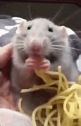 Image result for Rat Eating MNM Meme