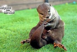 Image result for Otter Teeth