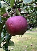 Image result for Macintosh Apple Fruit